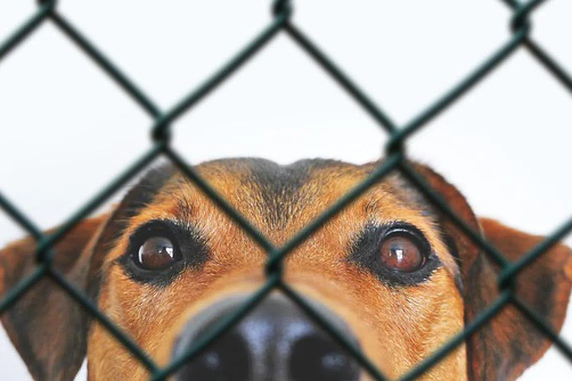 The directive calls for campaigns to discourage the deeply entrenched habit of dog and cat meat consumption.