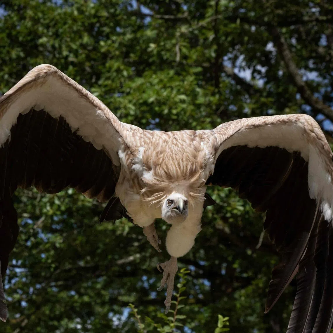 A vulture had to be removed by firefighters from the wing of a plane awaiting take-off on the Greek island of Crete.