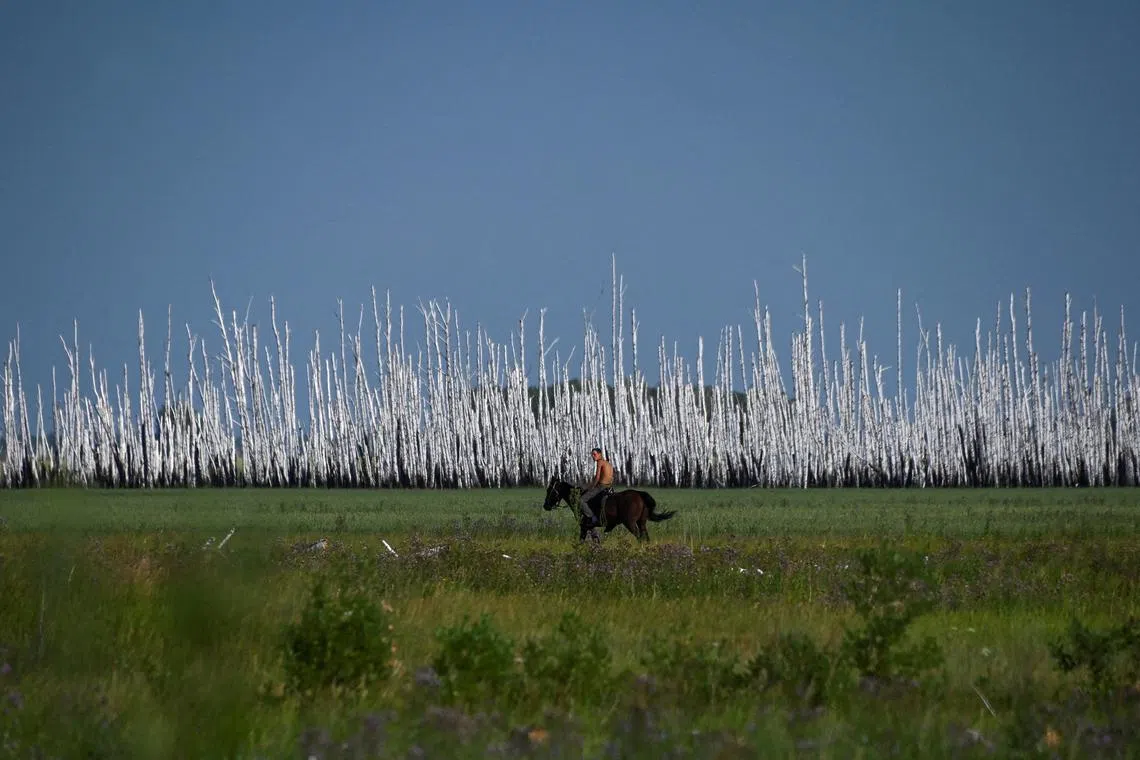 A man rides a horse past a dried out forest in Omsk region, Russia on July 19, 2023. 