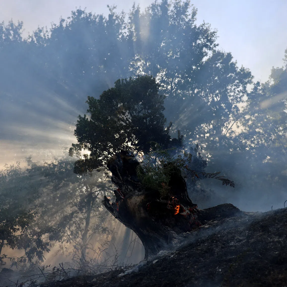 FILE PHOTO: Fire burns inside the trunk of a tree in Vilar de Condes, Galicia, Spain, August 15, 2025. REUTERS/Nacho Doce/File Photo