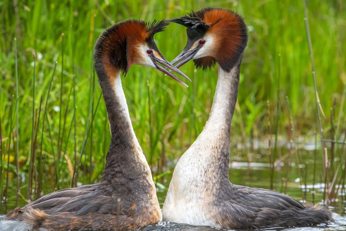 This handout photo taken on December 14, 2021 and released to AFP on November 15, 2023 courtesy of Leanne Buchan Photography shows a pair of Australasian crested grebes, known in New Zealand by its Maori name "puteketeke", on Lake Alexandrina in MacKenzie Country, New Zealand's South Island. A "weird puking bird" with a bizarre mating dance has won New Zealand's annual avian beauty contest, triumphing after British comedian John Oliver launched an unlikely global campaign. (Photo by Leanne Buchan / Leanne Buchan Photography / AFP) / RESTRICTED TO EDITORIAL USE - MANDATORY CREDIT "AFP PHOTO / LEANNE BUCHAN PHOTOGRAPHY" - NO MARKETING NO ADVERTISING CAMPAIGNS - DISTRIBUTED AS A SERVICE TO CLIENTS