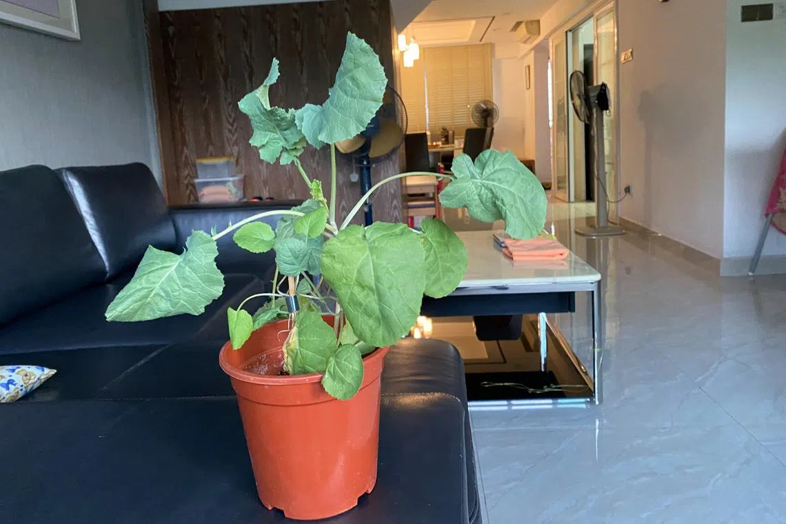This plant is likely a type of kale.