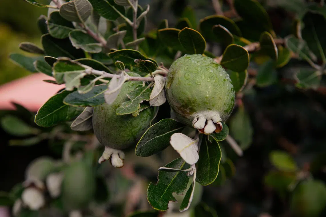 Feijoa fruits in Nelson, New Zealand, April 6, 2024. The arrival of fall in New Zealand is marked by the distinctive flavor of feijoas, or pineapple guavas, which are used in muffins, cakes, jams and smoothies, and begin appearing on high-end menus each March. (Tatsiana Chypsanava/The New York Times)