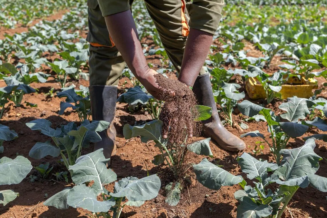 World’s soils deteriorating while solutions go unused: UN
