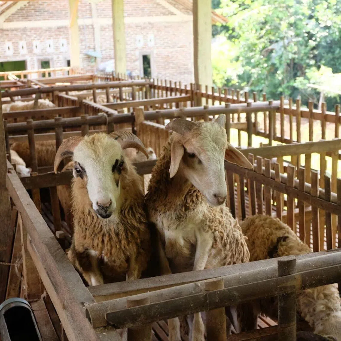 Foot-and-mouth disease is a highly contagious viral disease affecting cloven-hoofed animals such as cattle, goats and sheep.