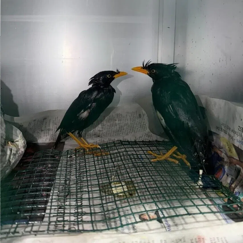 Acres CEO Mr Kalai said the birds are now able to stand and eat on their own. 