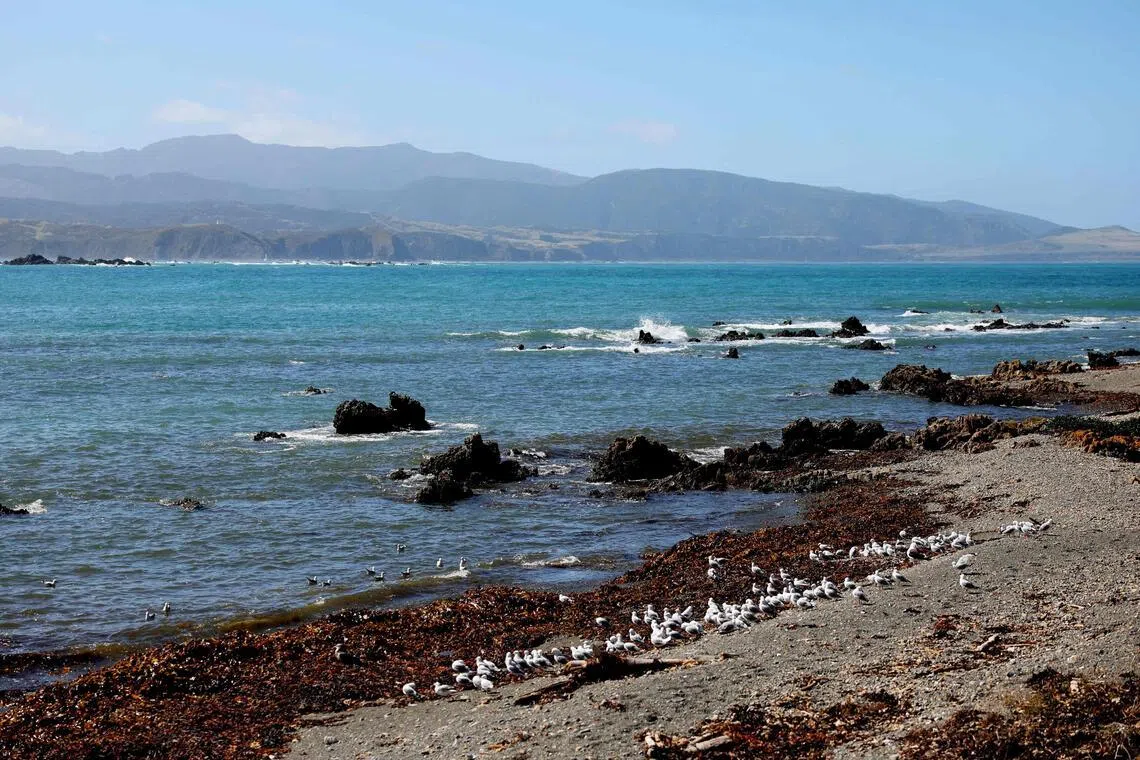 Millions of litres of raw sewage have flown into the waters off Wellington's southern coast beaches since the breakdown of the Moa Point facility on Feb 4. 