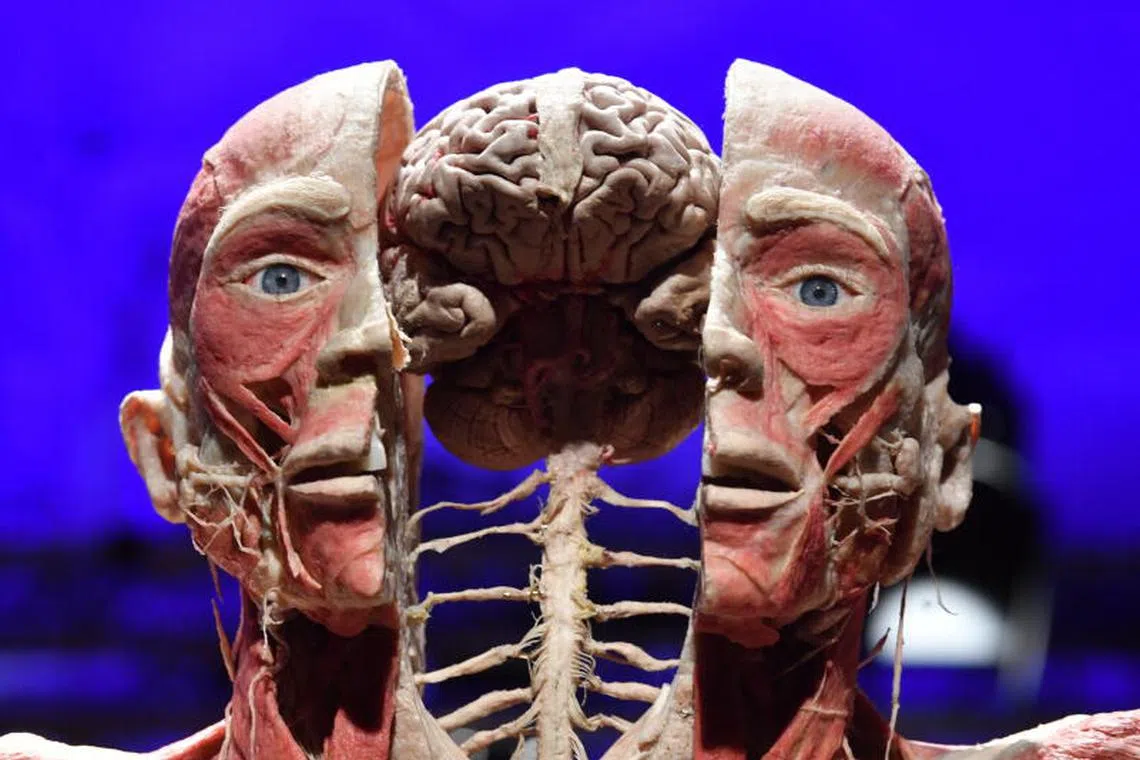 Plastinated human bodies are on display in a preview of 'The Body Worlds' exhibition at the Palace of Culture and Science in Warsaw, Poland. The exhibiton that shows human bodies preserved by the plastination technique, invented by German anatomist Gunther von Hagens, opens to the public till 2 April 2023. PHOTO : EPA-EFE
