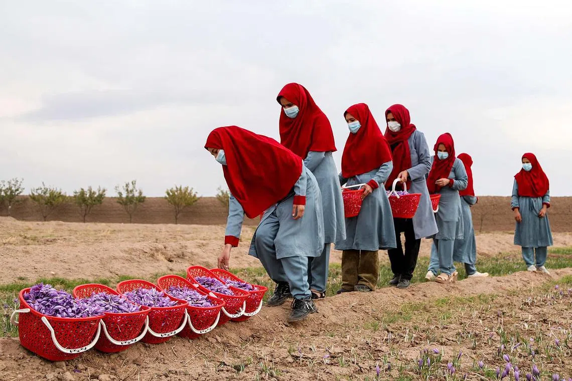 TOPSHOT - Afghan female workers harvest saffron flowers at a field on the outskirts of Herat on November 13, 2024. (Photo by Mohsen KARIMI / AFP)