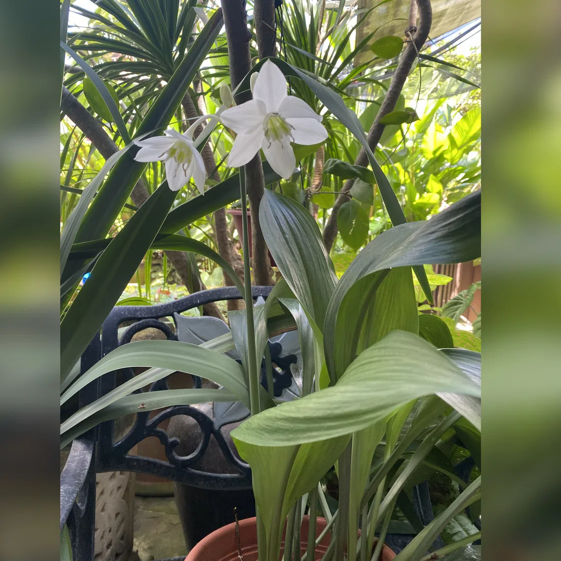 This flowering plant thrives in semi-shaded outdoor conditions.