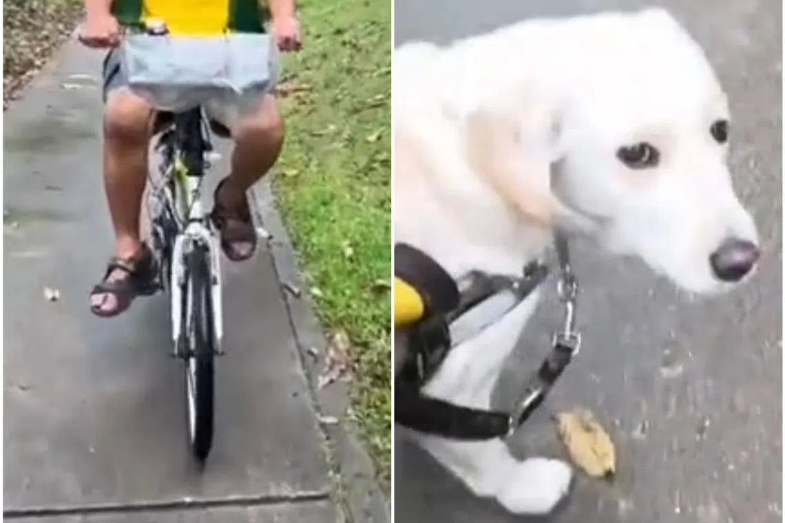 Screengrabs from Thomas' Tiktok account showing the cyclist who collided into him, and Eve looking at him after the incident.