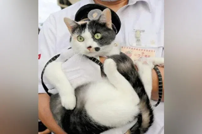 Yontama is the third feline stationmaster of Kishi Station on Wakayama Electric Railway Co.’s Kishigawa Line.