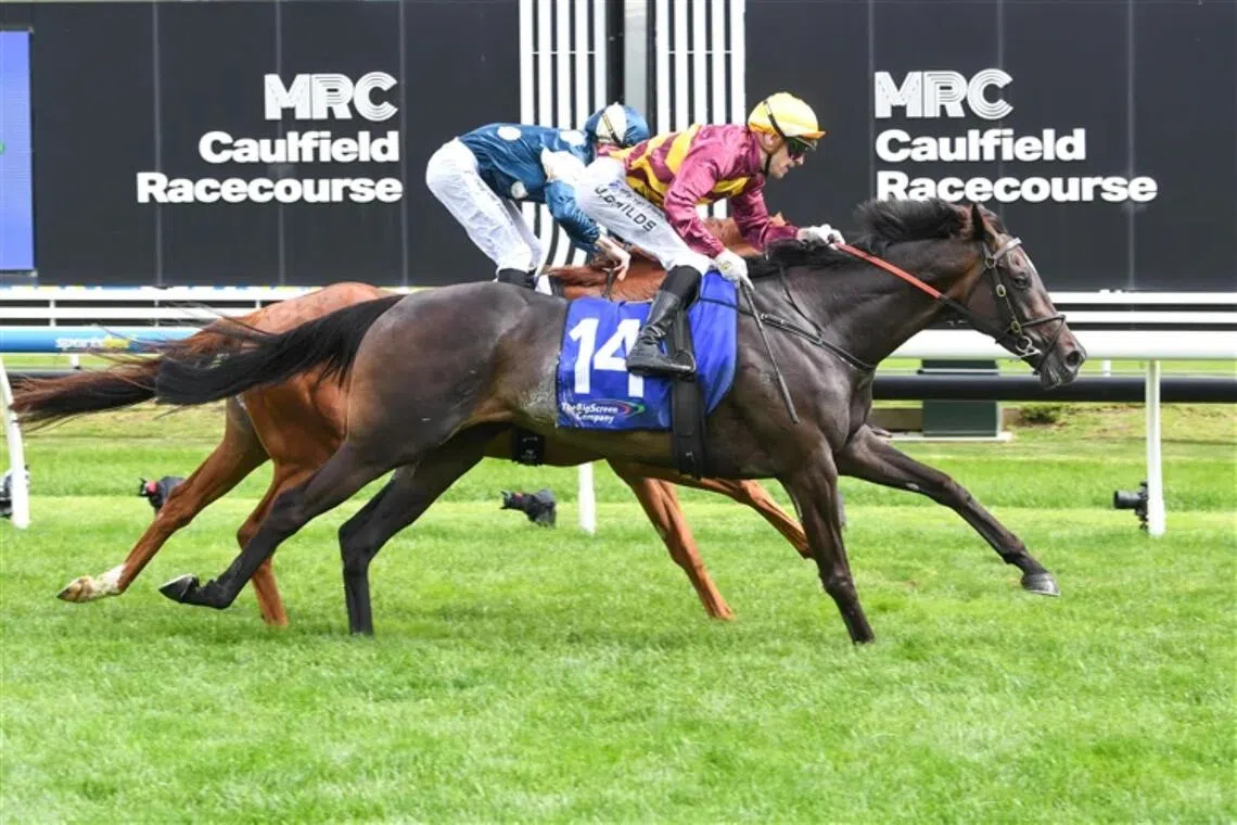 The Grahame Begg-trained She's A Hustler (Jordan Childs) winning The Big Screen Company Zipping Classic (Group 2) at Caulfield in Australia on Nov 29. 


PHOTO: RACING PHOTOS
