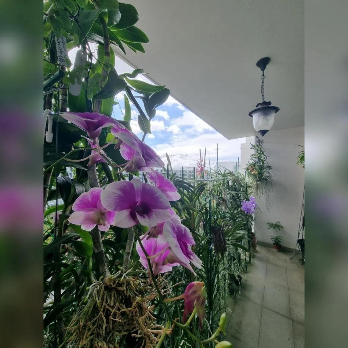 The writer's orchid garden.