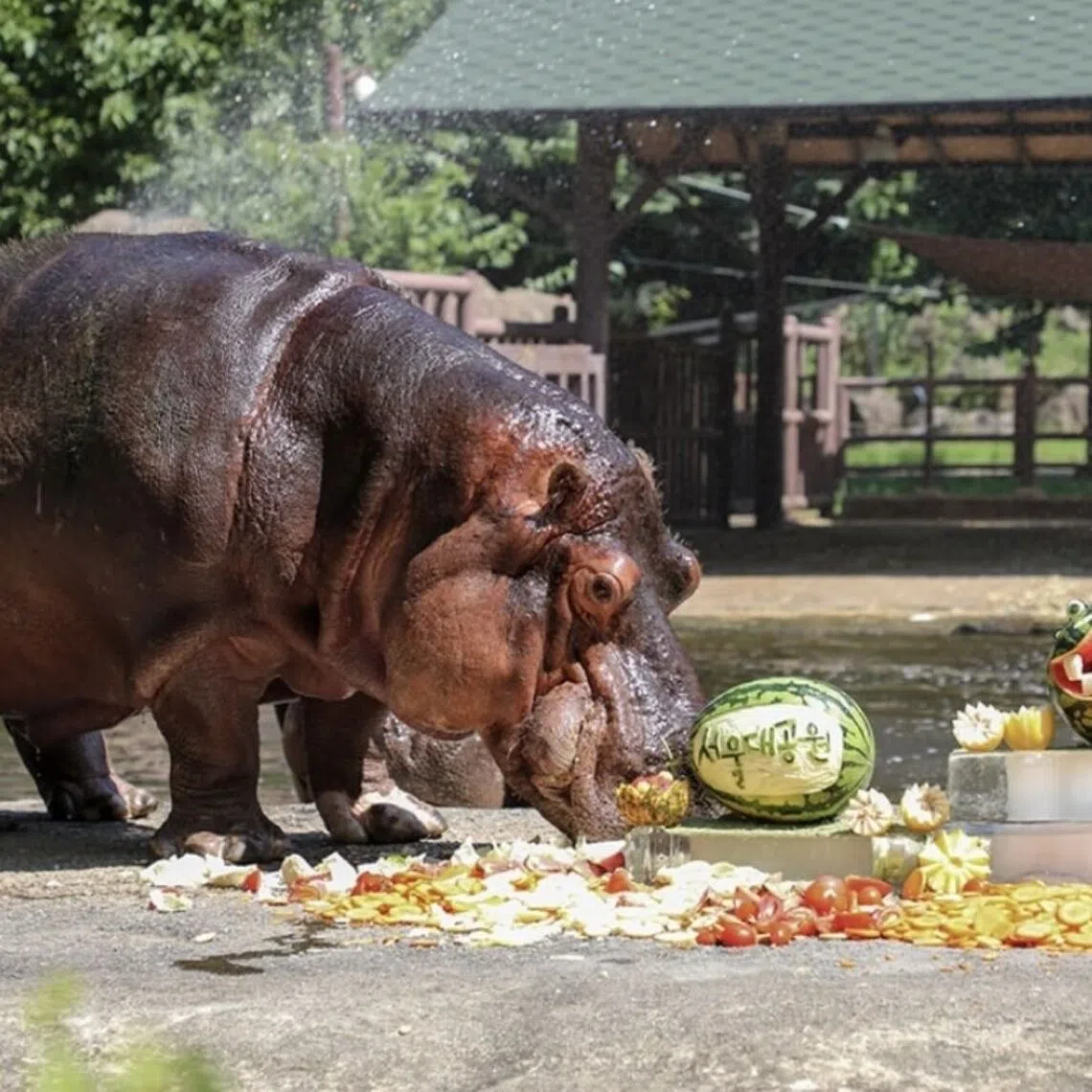 Hippos typically live for 40 to 50 years, and Hasun is believed to have died of old age.