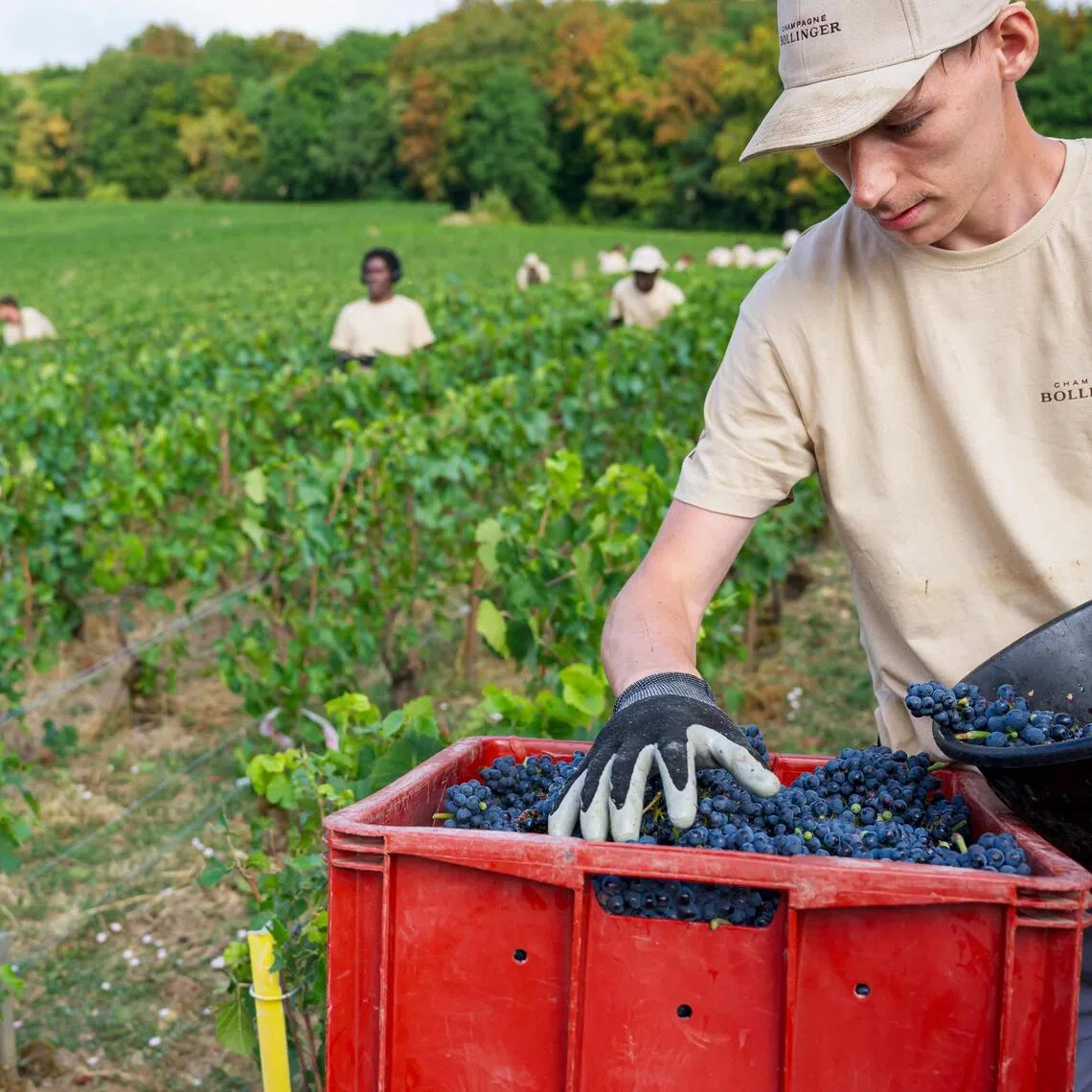 The harvest now begins earlier in August, weeks ahead of schedule, at a time when many growers and seasonal workers were still on vacation.