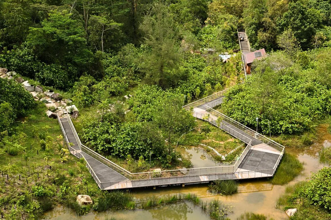 The recently opened 66ha Rifle Range Nature Park aims to conserve Singapore's natural heritage while providing more opportunities for nature recreation.
(ST PHOTO: LIM YAOHUI)