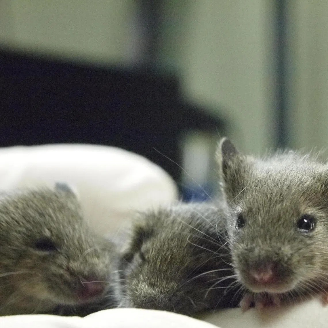 Cloned female mice from the 26th generation of clones sit on the gloved hand of researcher Teruhiko Wakayama, at  a laboratory at the University of Yamanashi, in Yamanashi, Japan.