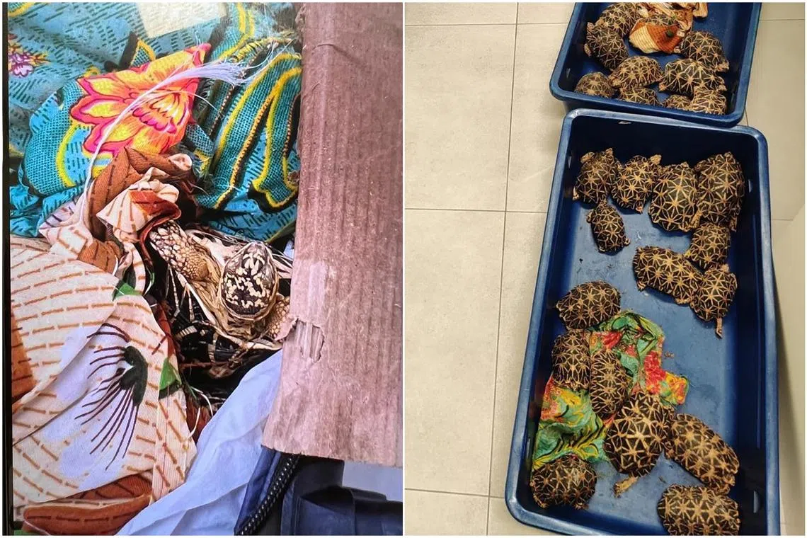 The luggage contained 58 Indian star tortoises wrapped in a cloth bundle.