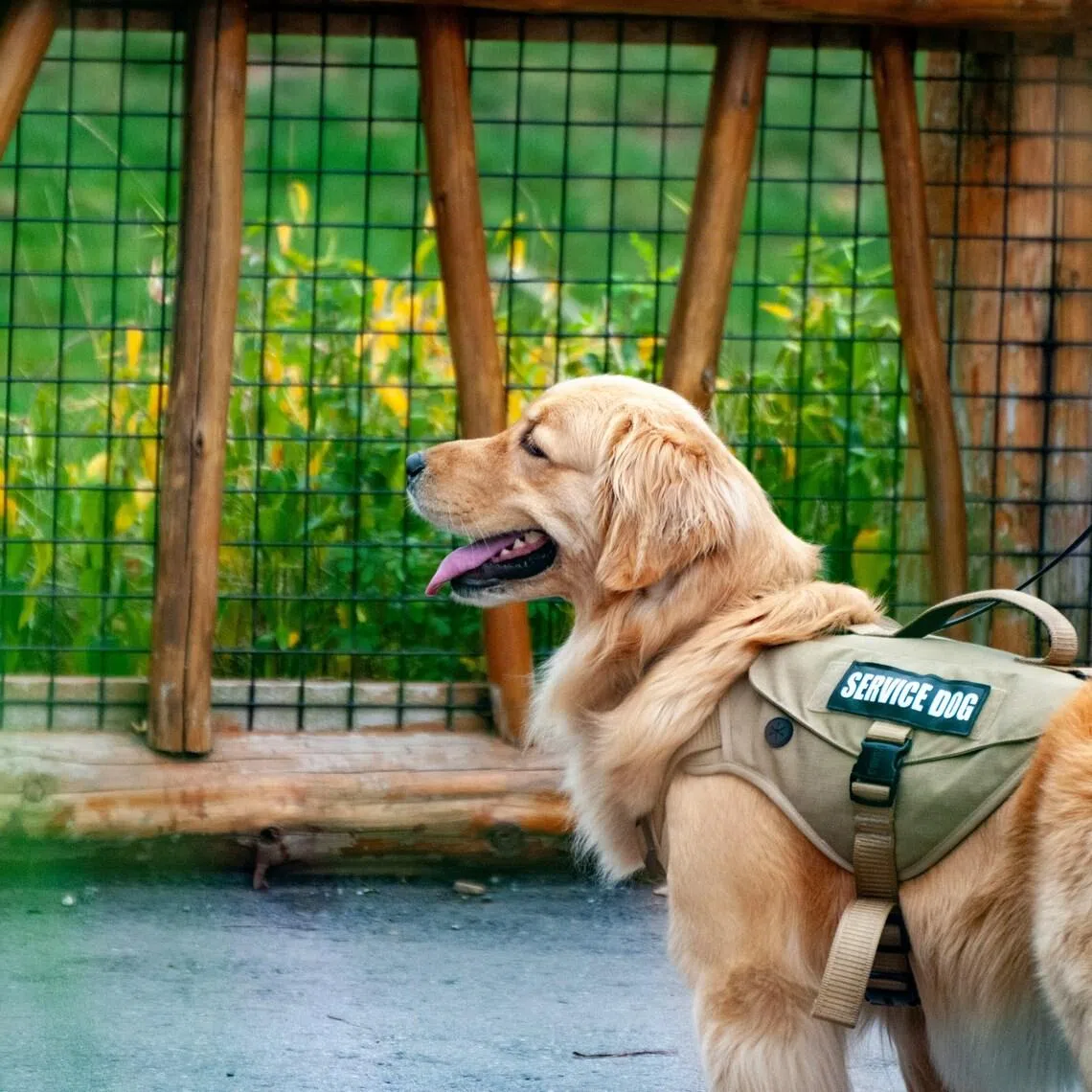 Service dogs in South Korea are those that formerly worked in the military, police and emergency services, or the detection units of related agencies.
