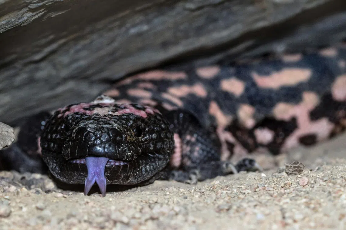 Unlike snakes, Gila monsters have grooves, or channels, in their teeth, so when they bite, they hold on.