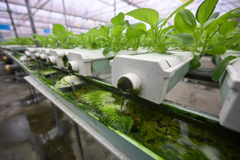 Vegetables at Cropciti, a pesticide-free farm in Neo Tiew. To better support farms, the Singapore Food Agency is rolling out various initiatives, including a feasibility study on a multi-tenant facility where multiple types of farms can operate under one roof and share resources