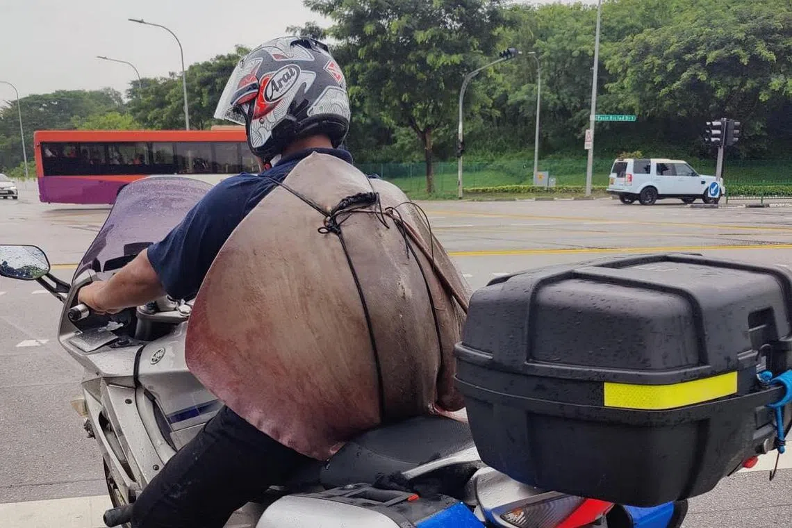 The motorcyclist was seen carrying a stingray like a backpack in a viral image uploaded on July 25, 2023.