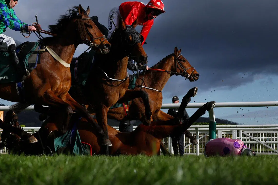 Horses and jockeys falling during the Paddy Power Stayers' Hurdle during the Cheltenham Festival at Cheltenham Racecourse, in Cheltenham, western England, on Mar 13, 2025. 