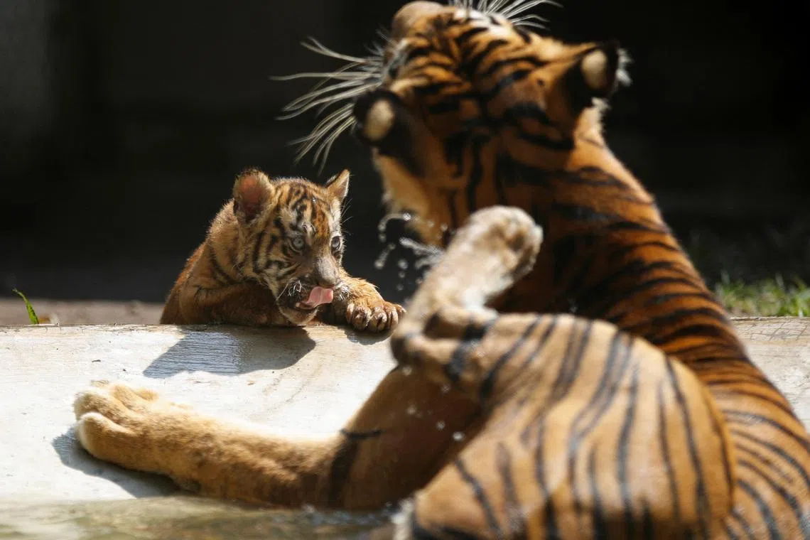 Two-month-old Endangered Sumatran tiger (Panthera tigris sumatrae) cub playing next to its 10-year-old mother named Dini, during a debut at Taman Safari Indonesia Prigen in Pasuruan, East Java province, Indonesia, on June 8, 2026. 