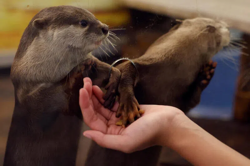 Japan to survey animal cafes for first time over welfare and disease concerns