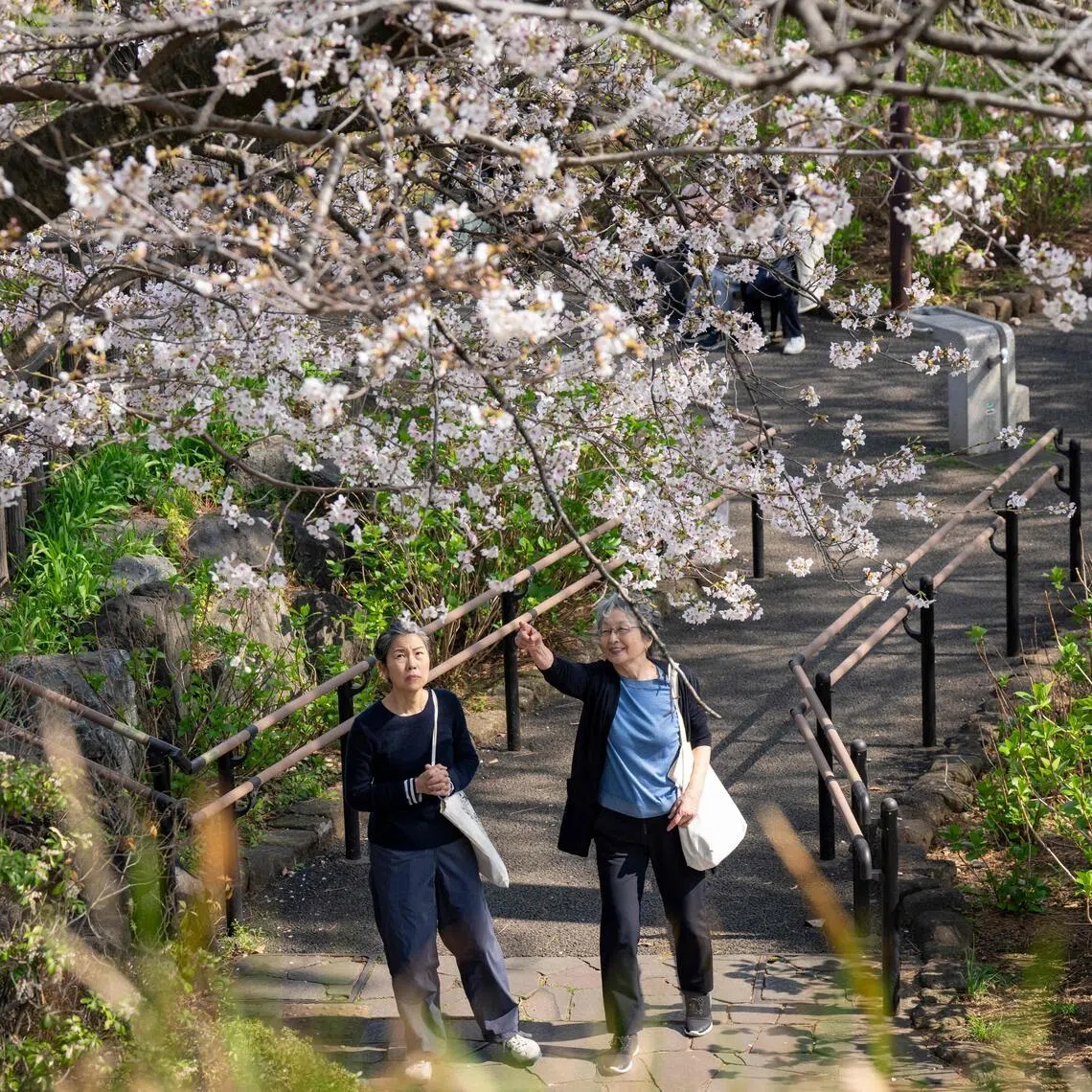 People look at cherry blossom trees at a park in Tokyo on March 30, 2026.