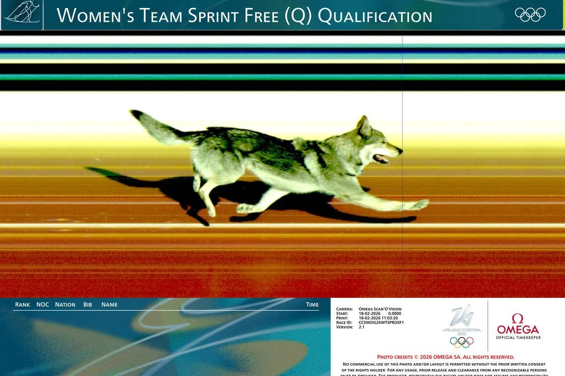 Milano Cortina 2026 Olympics - Cross-Country Skiing - Women's Team Sprint Qualification - Tesero Cross-Country Skiing Stadium, Lago, Italy - February 18, 2026. An Omega photofinish camera captures a dog crossing the finish line after it ran onto the course during the competition. Omega/Handout via REUTERS