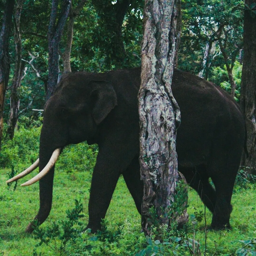 In the chaos of trying to escape, 8-year-old Citra suffered a skull fracture after being trampled and fell into a coma before passing away.