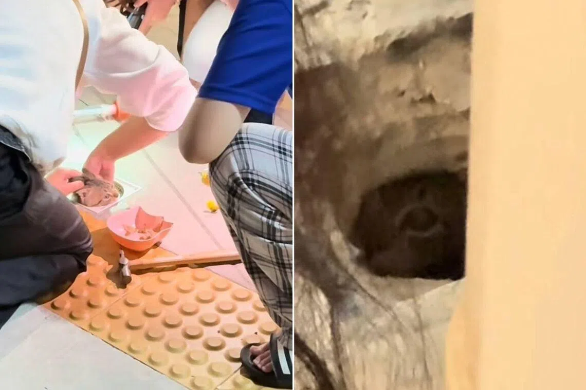 A group of at least five people rescued a kitten trapped in a drain in Yishun.
