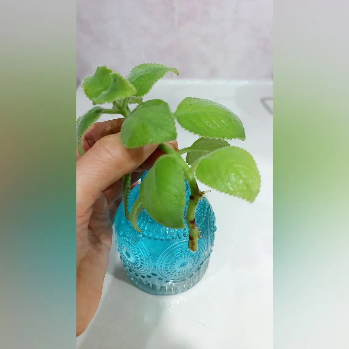 The Indian Borage is commonly grown for culinary and medicinal uses. 