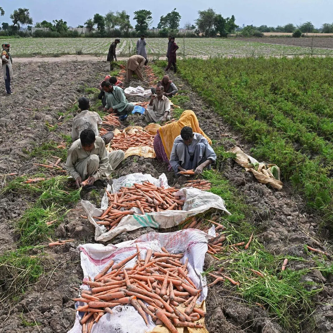 El Nino-driven dryness is a double blow for farmers already grappling with fertiliser and diesel shortages caused by the Iran war.