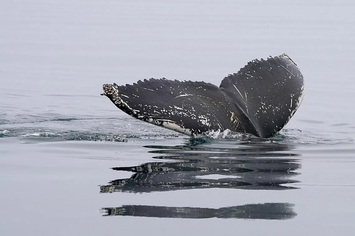 A recently published environmental assessment found that vessel strikes in the Gulf of Mexico are likely to hurt the existence of the Rice's whale. 