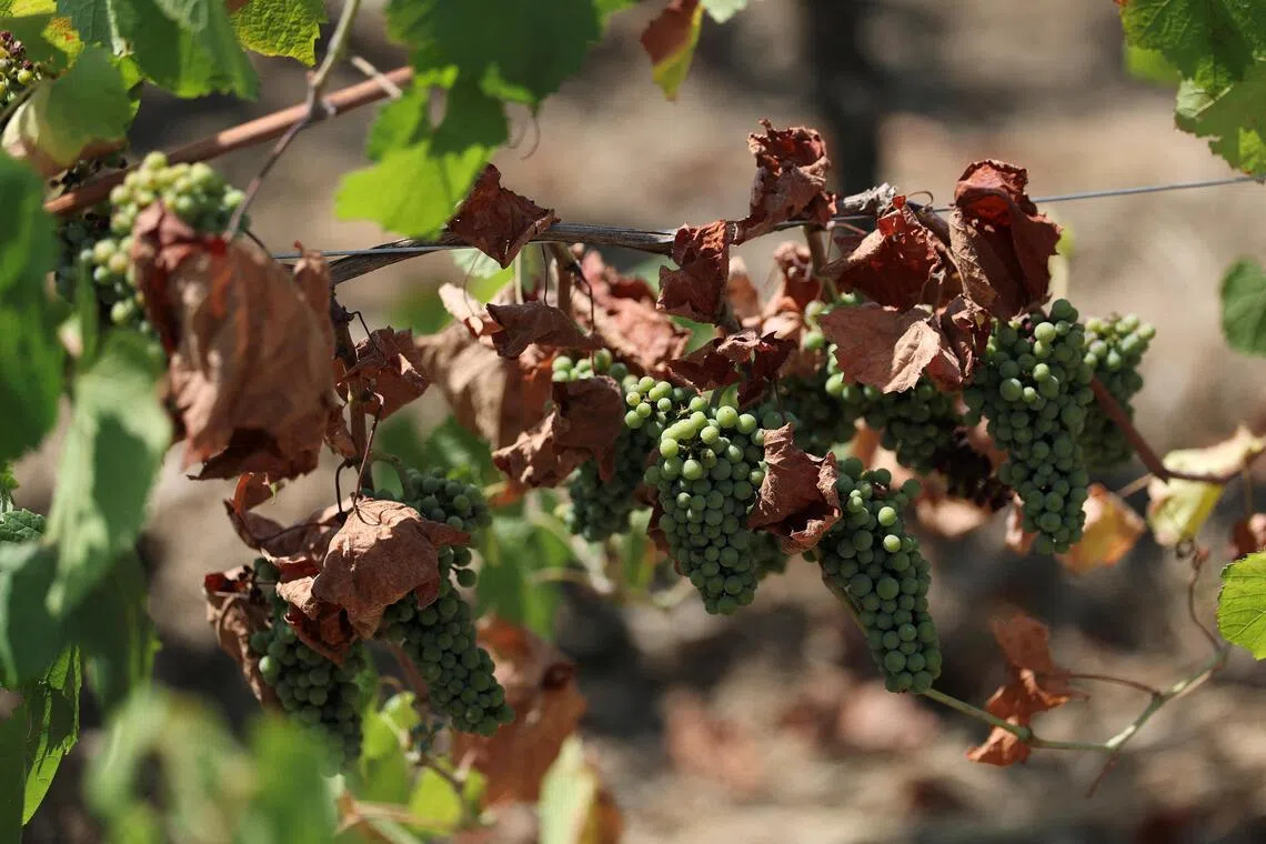 French wine output to be among lowest in 30 years after heatwaves