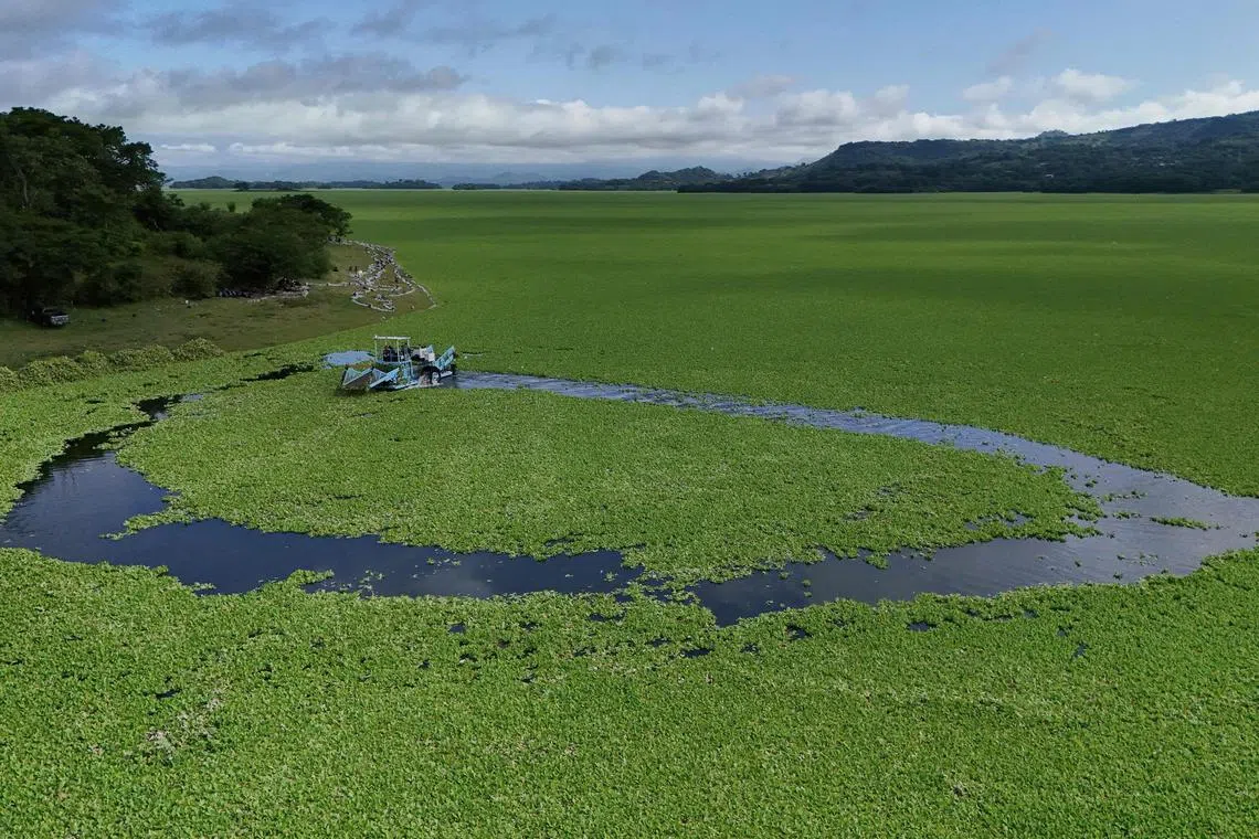 Government employees working to remove a huge carpet of aquatic plants (Pistia stratiotes) from Lake Suchitlan in El Salvador on Aug 12.