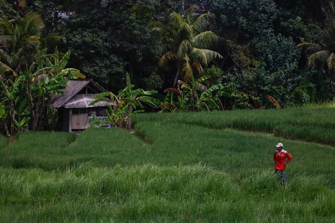 straitstimes.com - Riau to convert former illegal gold mines into rice fields