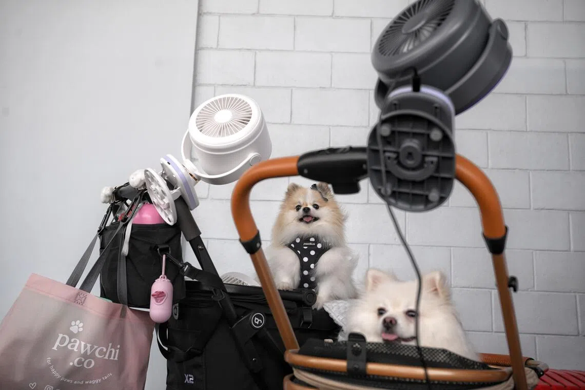 Pomeranians sitting in their prams behind a booth selling animal accessories and portable fans.