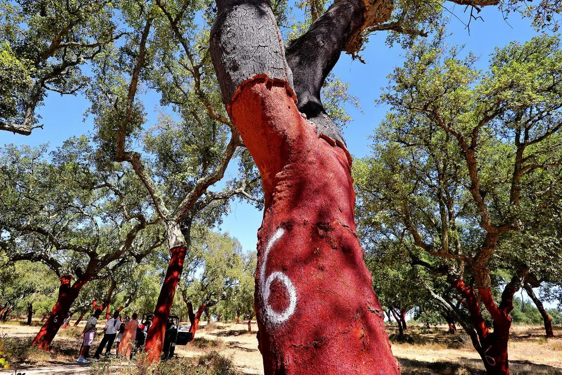In south Portugal’s Herdade da Maroteira estate, cork oak is an eco-miracle that is harvested every nine years without felling the tree.