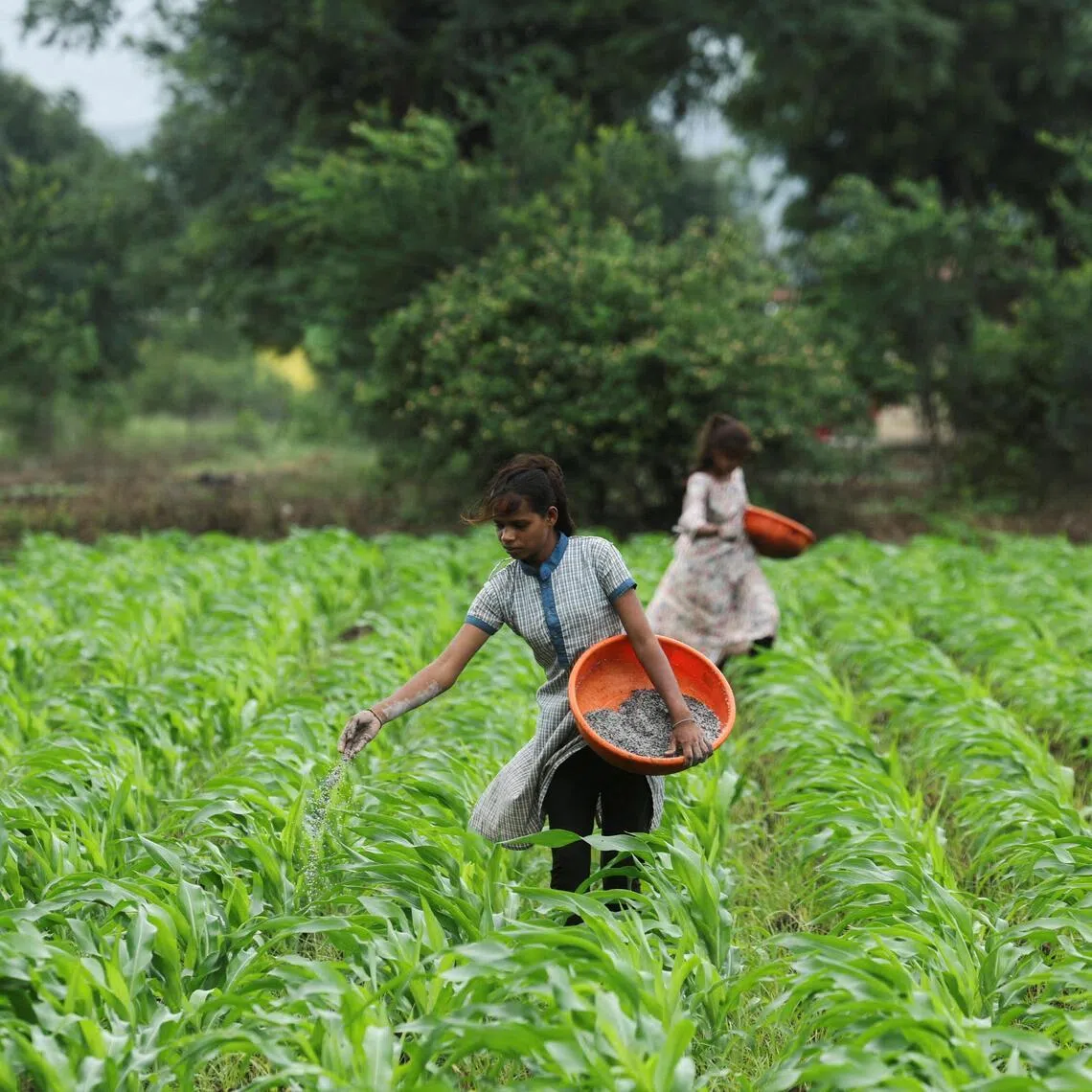 Girls sprinkle fertiliser in a corn farm in Nashik, India, in a photo taken July 28, 2025.