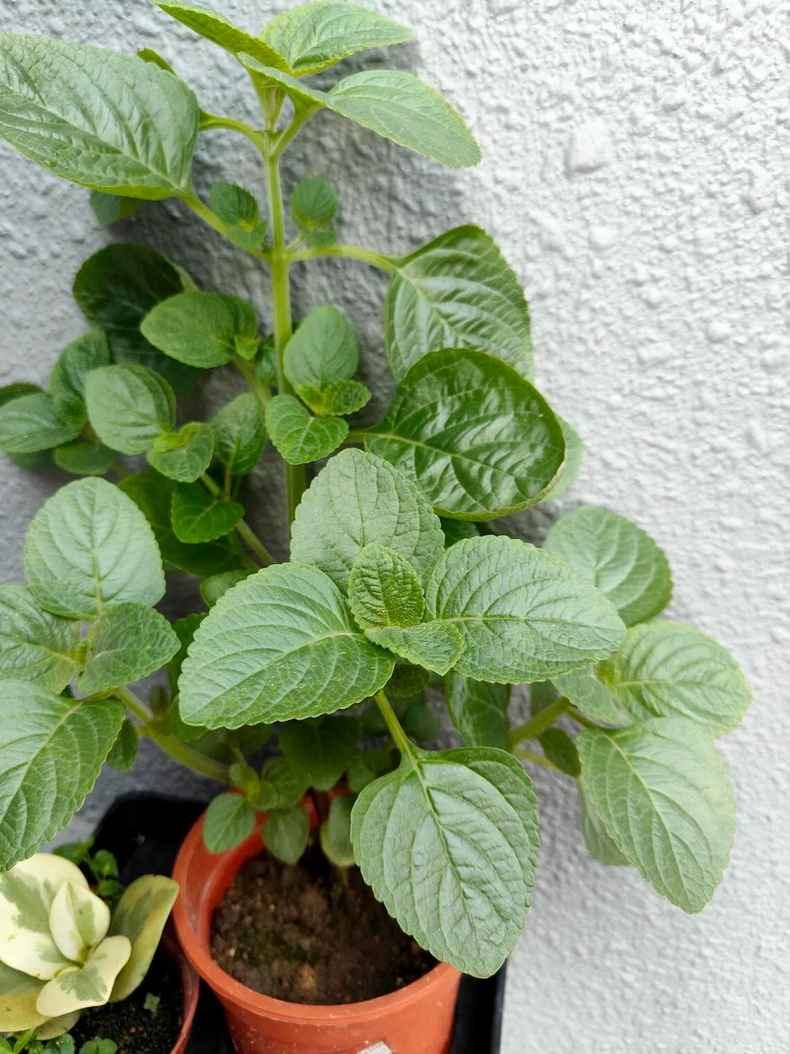 Commonly known as Monkey Potato, this commonly occuring weed is in the same plant family as the Coleus.