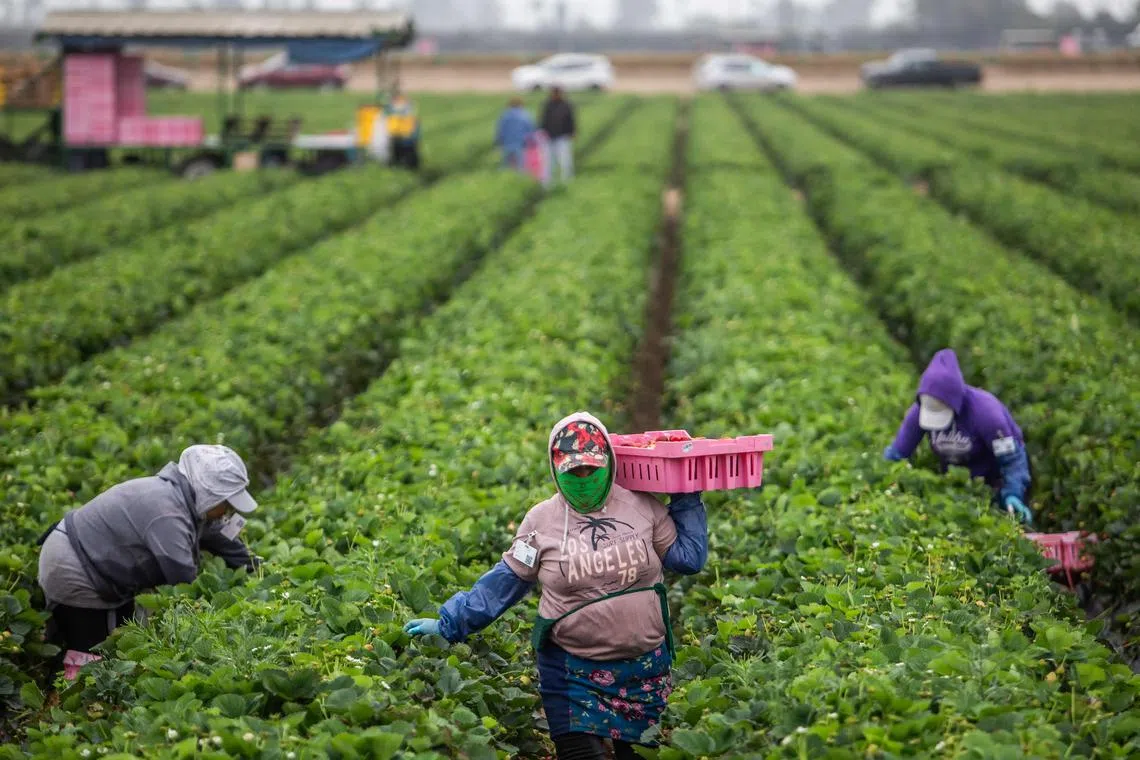 Farmworkers work in a strawberry field on June 12 in Oxnard, California.