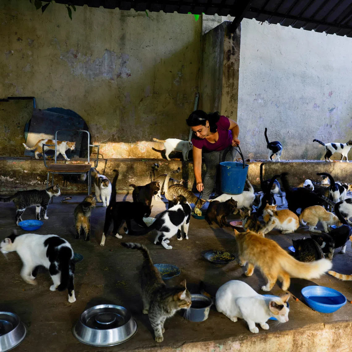 Volunteer Yadira Gomez feeds cats at the \"Aldameros\" rescue center for stray cats, as Cuba's deepening economic crisis and shortages strain animal welfare efforts, in Havana, Cuba, August 24, 2026. REUTERS/Norlys Perez