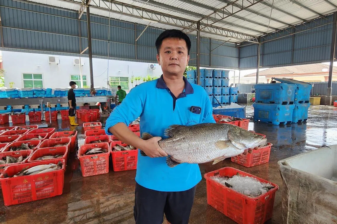 ‘We need to borrow money just to feed the fish’: Malaysian sea bass farmers reel from Thai curbs