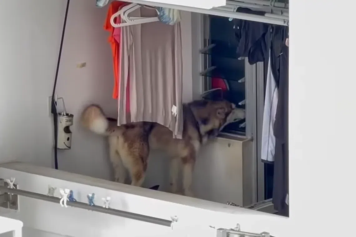 NParks is in touch with the dog’s owner and investigations are ongoing. 