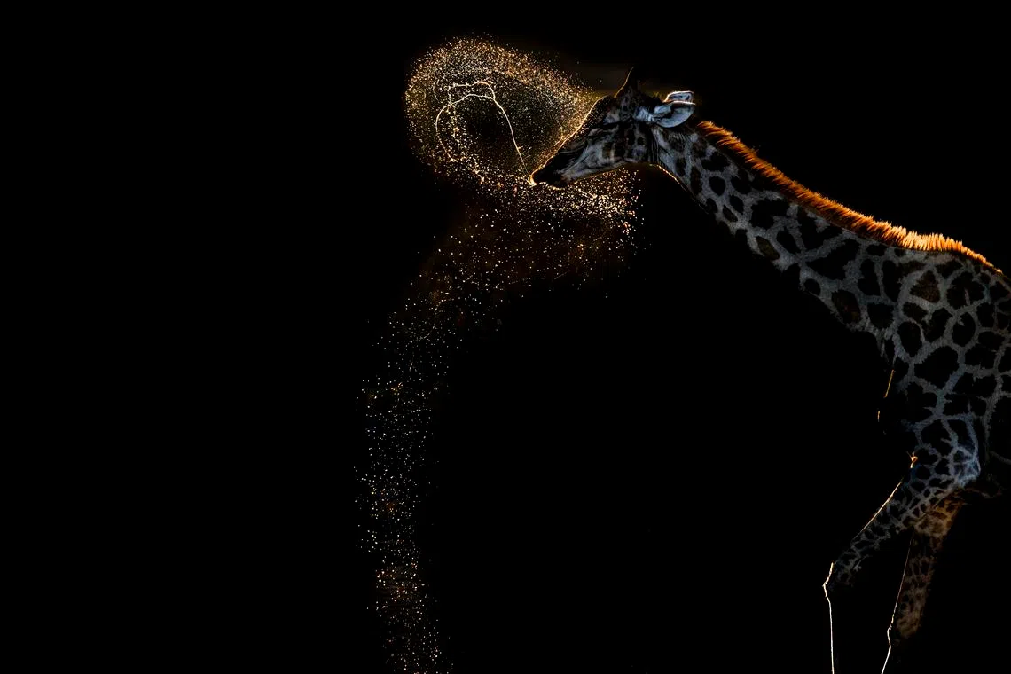 Titled Water Ballet, the photo of a giraffe won Mrs Vaidehi Chandrasekar gold in the Behaviour - Mammals category at the 2026 World Nature Photography Awards.