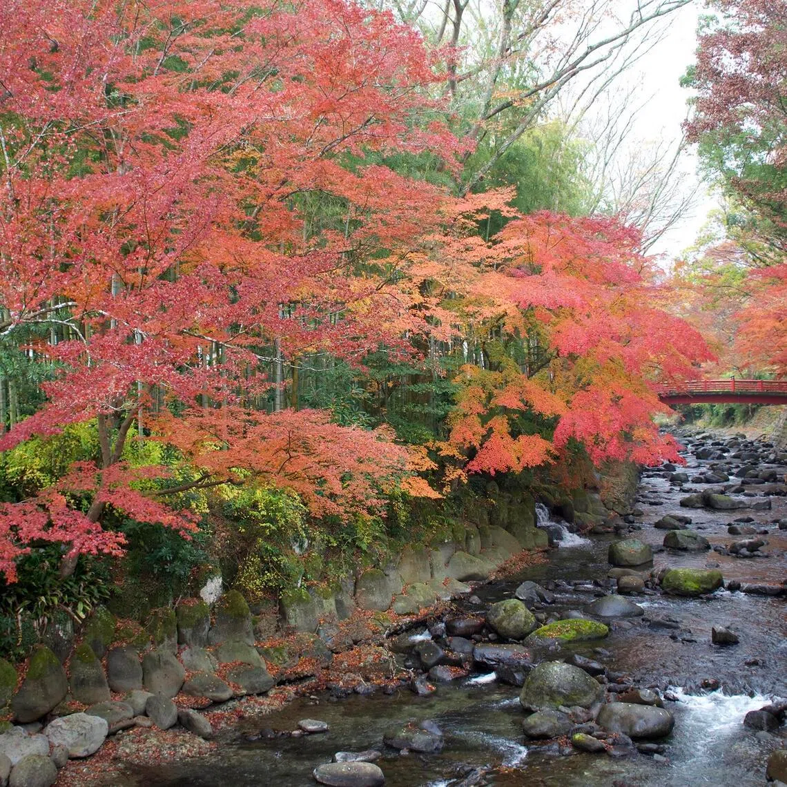 Some companies have pushed back autumn tours in Japan to account for a longer summer season, one of the many ways climate change has affected seasonal vacations.